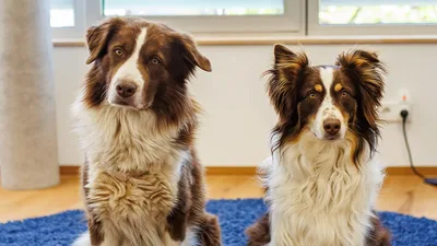 Barney und Bailey — die Bürohunde von office & phone